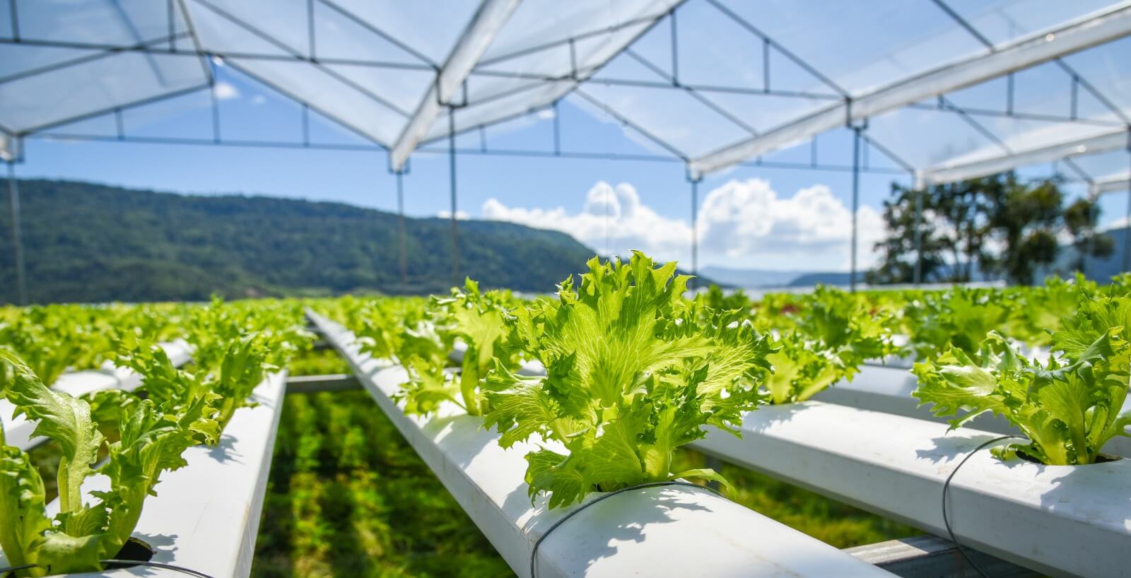 Agriculture