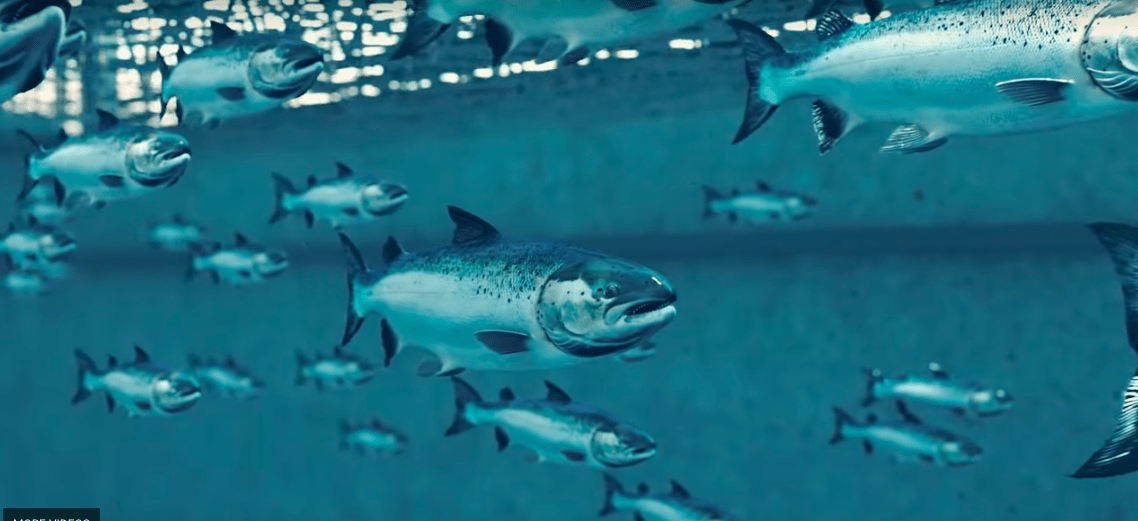 fish farming