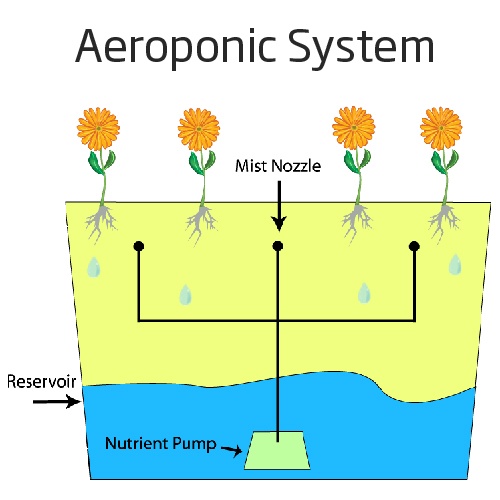 The Basics of Home Hydroponic Systems - Hanna Instruments Africa