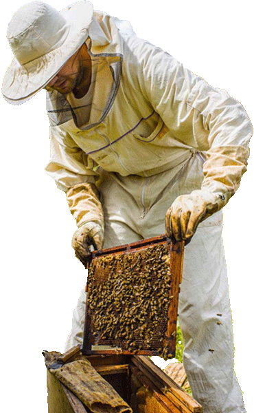 Ficheiro:Fork-Beekeeping.jpg – Wikipédia, a enciclopédia livre