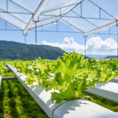 Agriculture