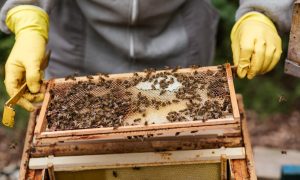 BeekeepingFeaturedImage