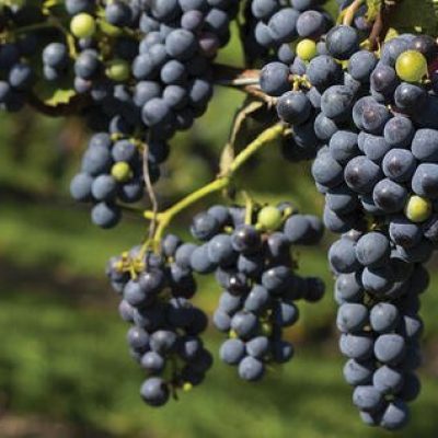 Grapes-Preharvest