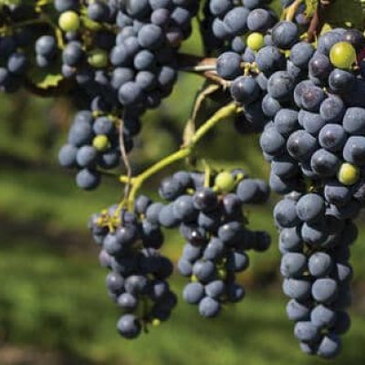 Grapes-Preharvest_compress