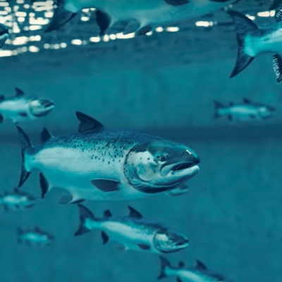 fish farming