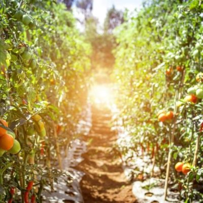 potato_path_soil_testing