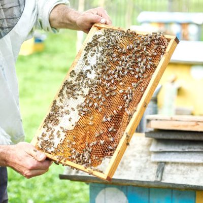 professional-beekeeper-working-with-bees-holding-honeycomb-from-beehive