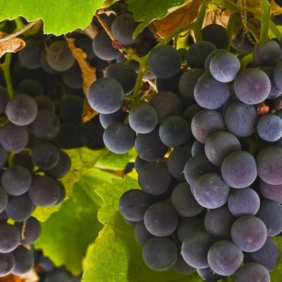 wineBanner1